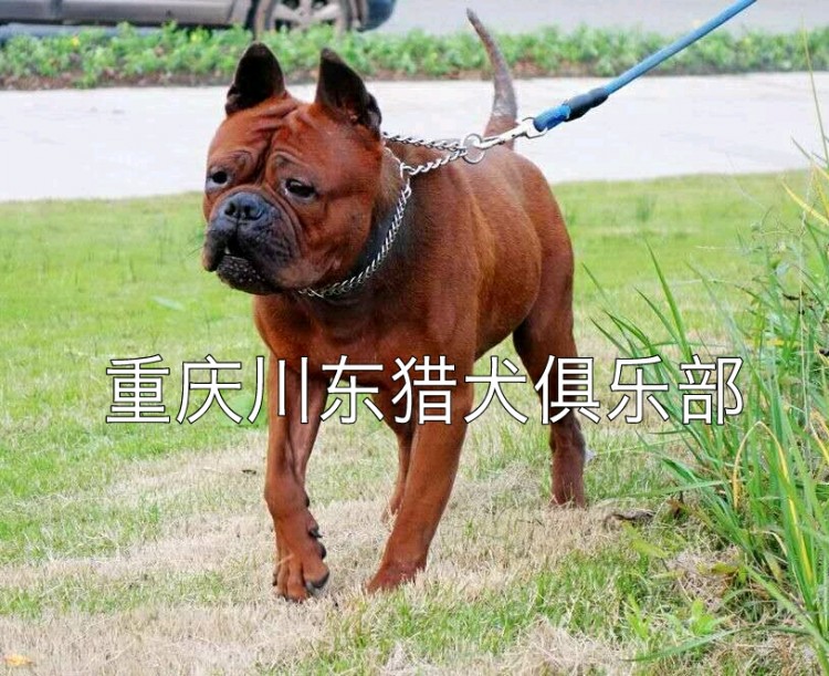 重庆川东猎犬俱乐部