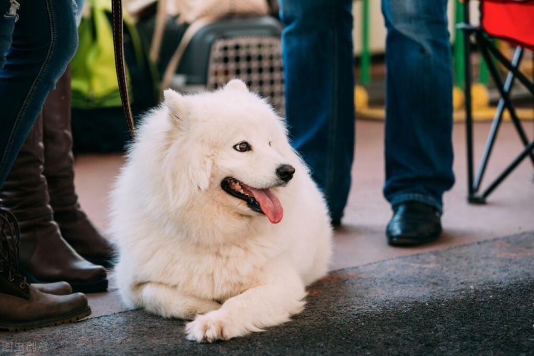 萨摩耶犬有泪痕怎么办