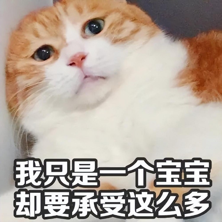 从猫咪的社交礼仪看性格网友：真的很准