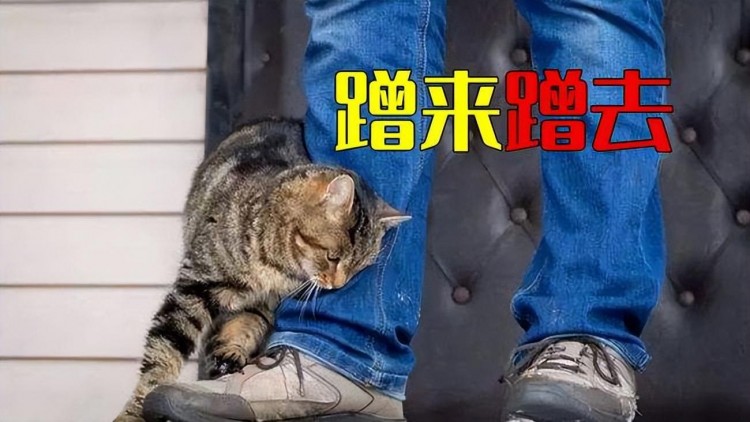 从猫咪的社交礼仪看性格网友：真的很准