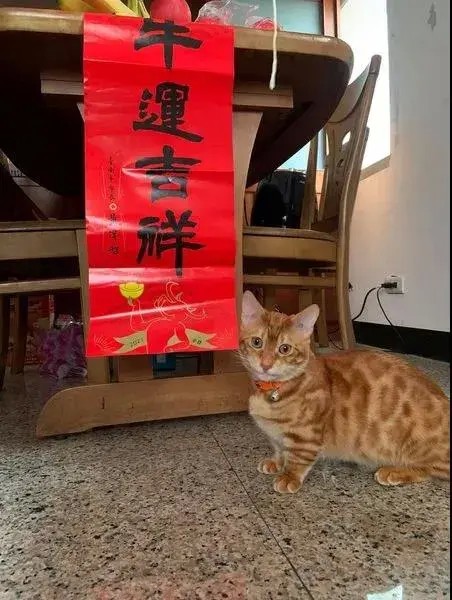 买了张彩票被猫抢走结果...中大奖啦！！！