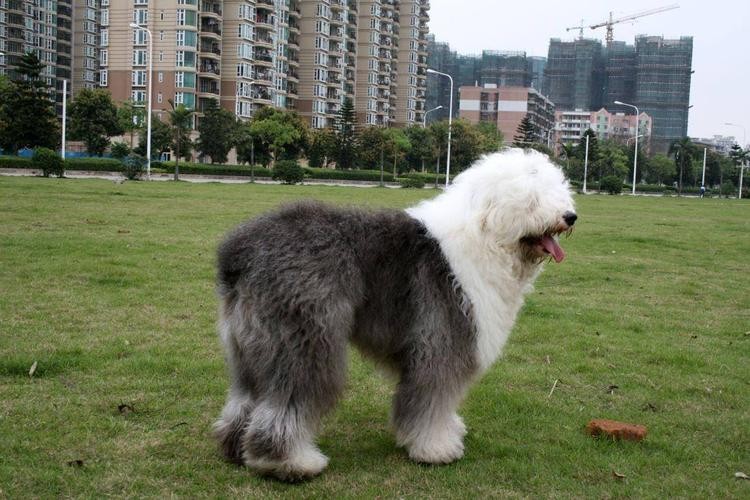 如果有得选，我再也不会养“英国古代牧羊犬”了