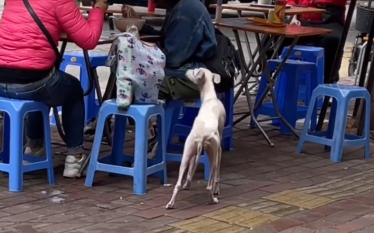 广州：有主赛犬街头讨食年迈狗狗小心进食的画面着实让人心酸