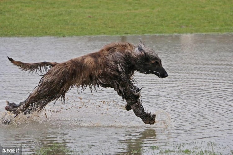 狗界全智贤阿富汗猎犬一种你看了也养不起的狗