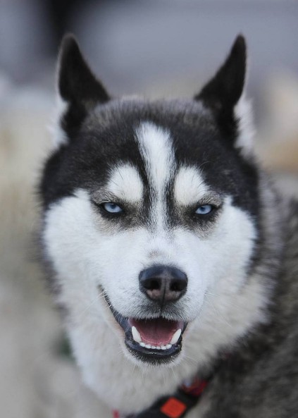 最适合当伴侣犬的5种猎犬二郎神的哮天犬也是其中之一