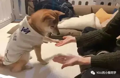 如何训练柴犬捡玩具