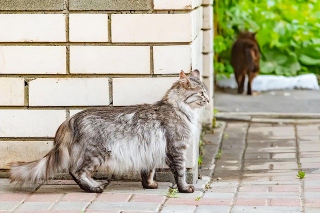 为什么一些猫会过度地踢墙呢？ 这10种原因需要你了解