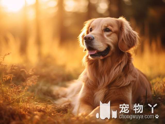 苏州狗道逛逛，有没有适合大型犬的户外活动空间?