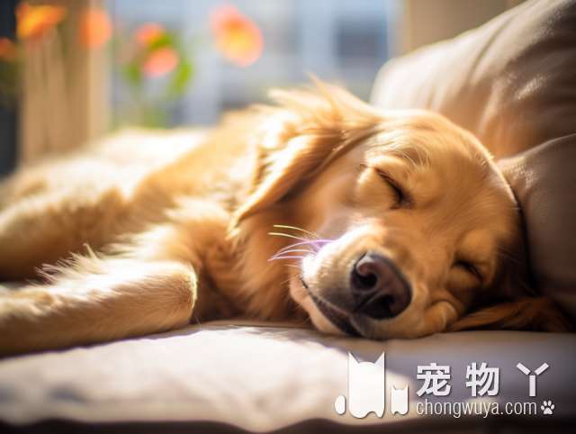 想养贵宾犬？劝你养黑色的，这5个优点，人人都说好