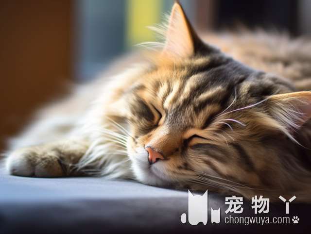 苏州优创宠物医院，猫狗打针疑问解答？