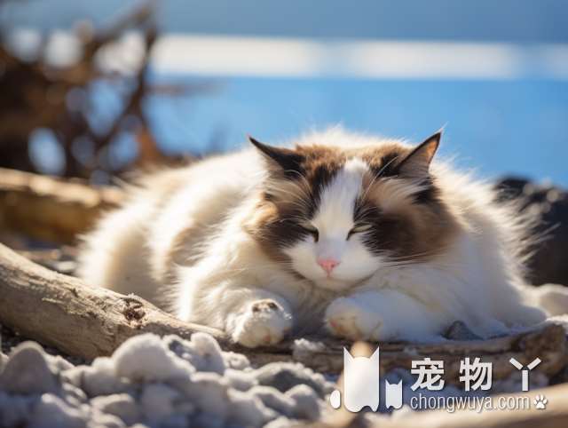 养英国短毛猫要准备什么（齐全）？