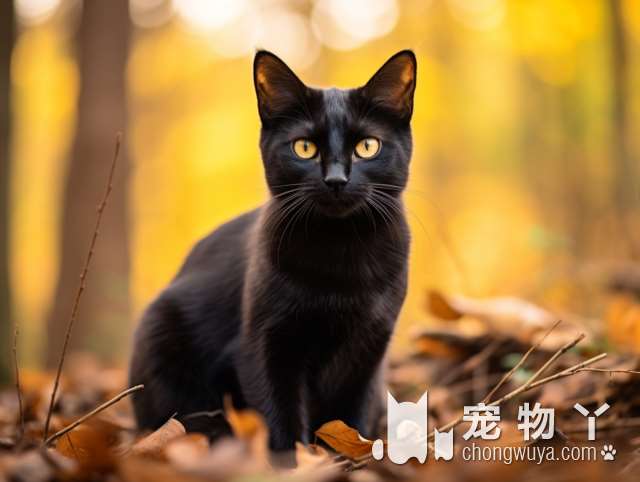 苏州姑苏名宠：养宠物还在犹豫吗？来大型犬舍猫舍基地看看!