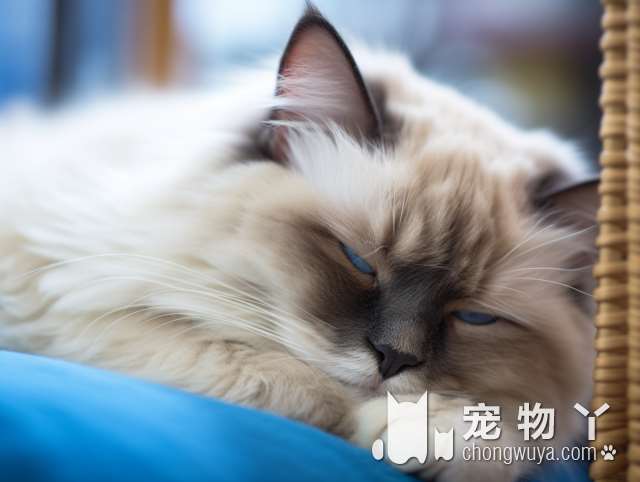 苏州星湖宠物馆茉莉猫舍：洗完澡的猫猫为什么会变得安静?