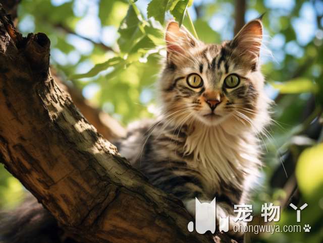 苏州呆小兽宠物：洗完澡的猫猫是什么味道?