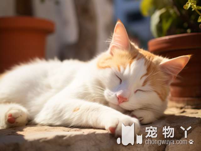 全白色的猫是什么品种？